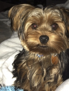 Male AKC registered Yorkie Listing Image