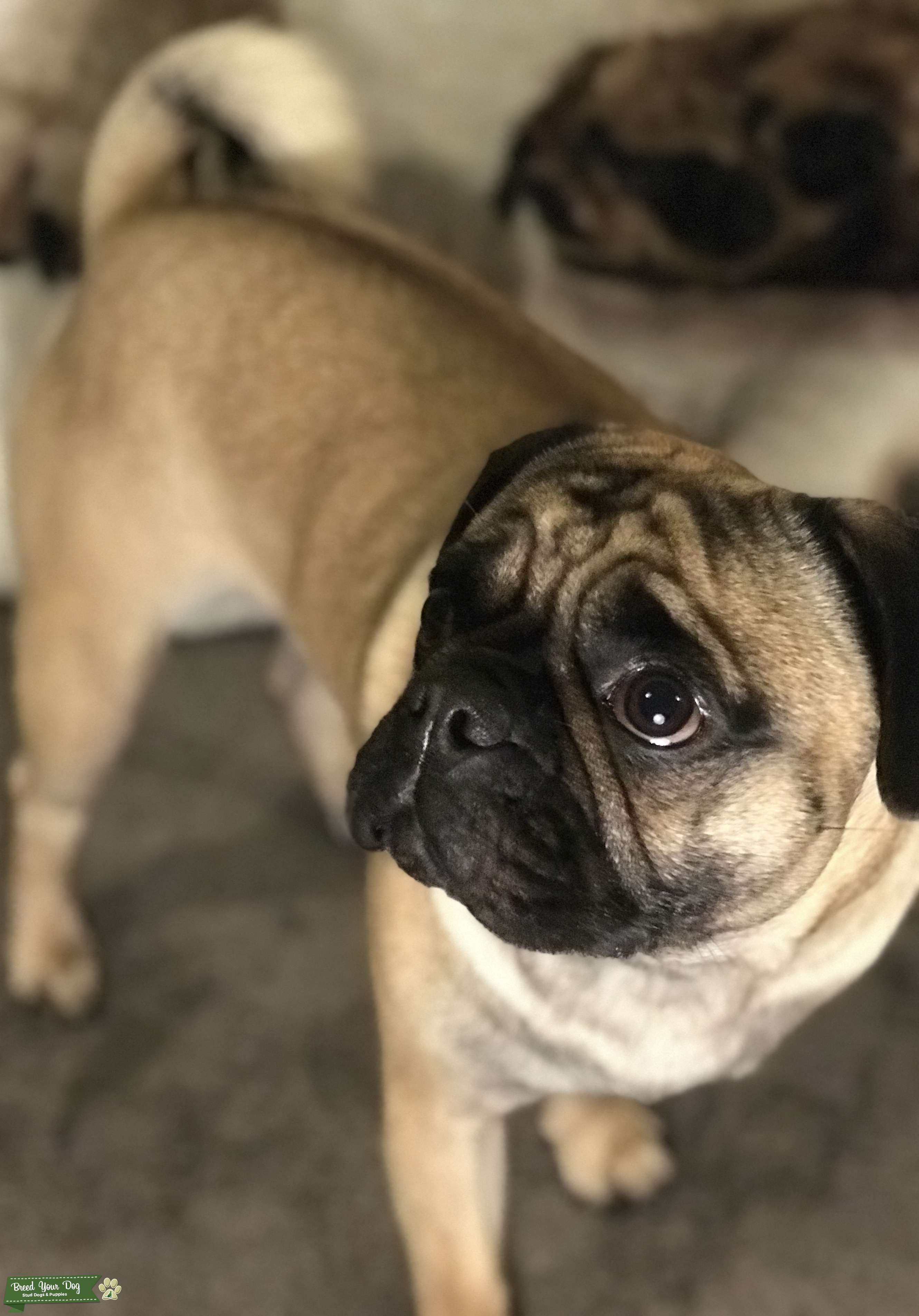 Pure Bred Pug Stud Dog in Essex, the United States Breed Your Dog