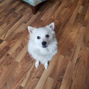 Beautiful American Eskimo  Listing Image