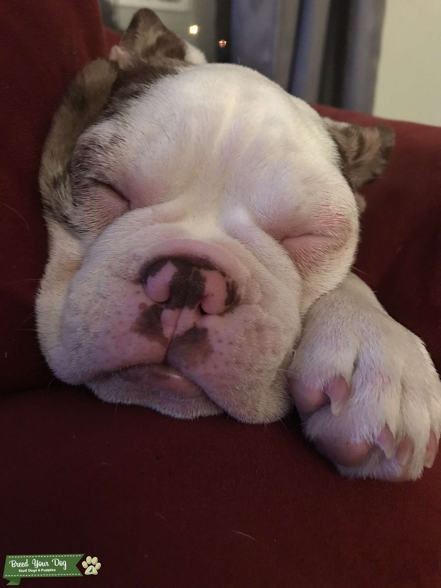 Blue eyed spotted merle Frenchton Stud Dog in Kelowna , the United