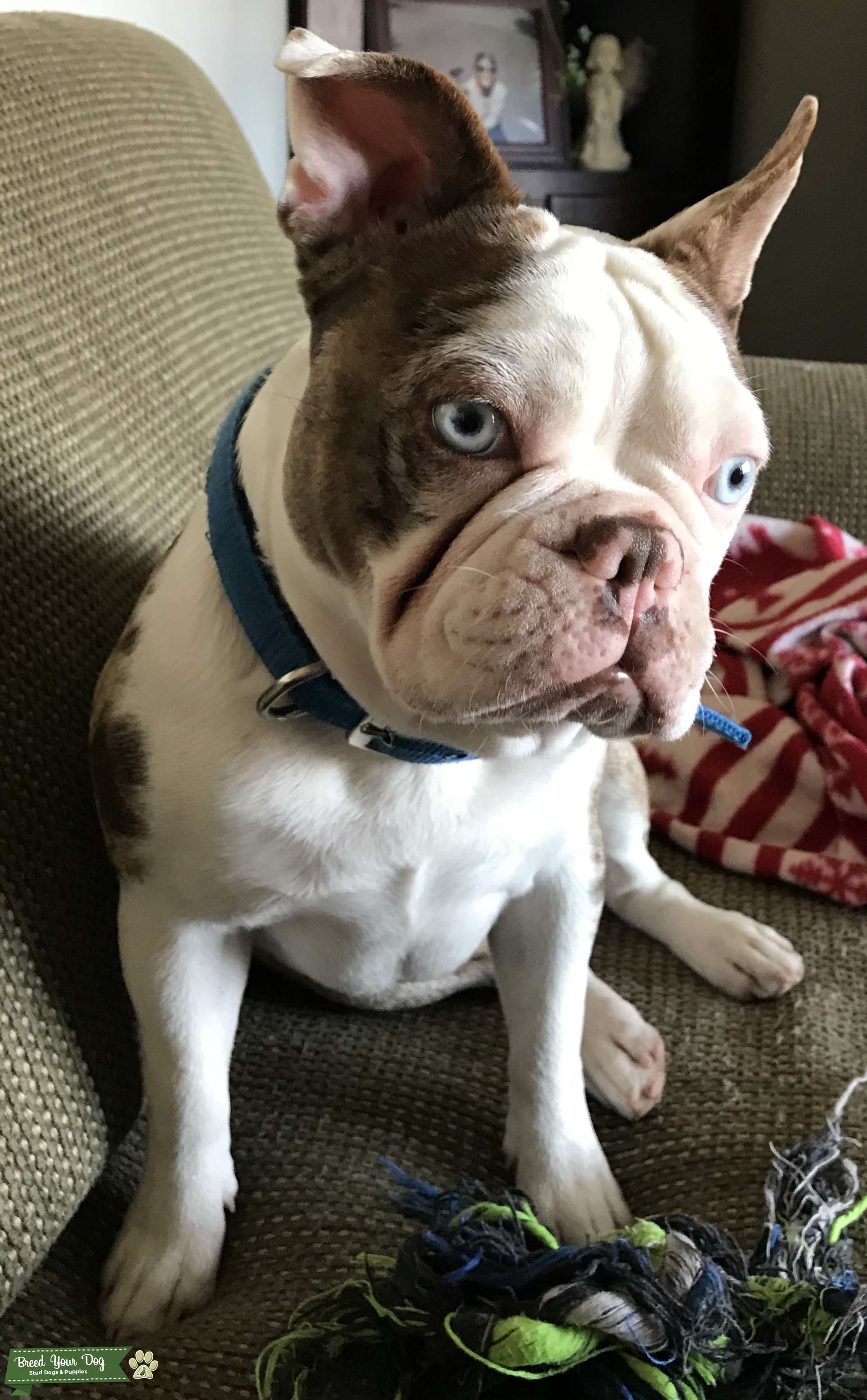Blue eyed spotted merle Frenchton Stud Dog in Kelowna , United States