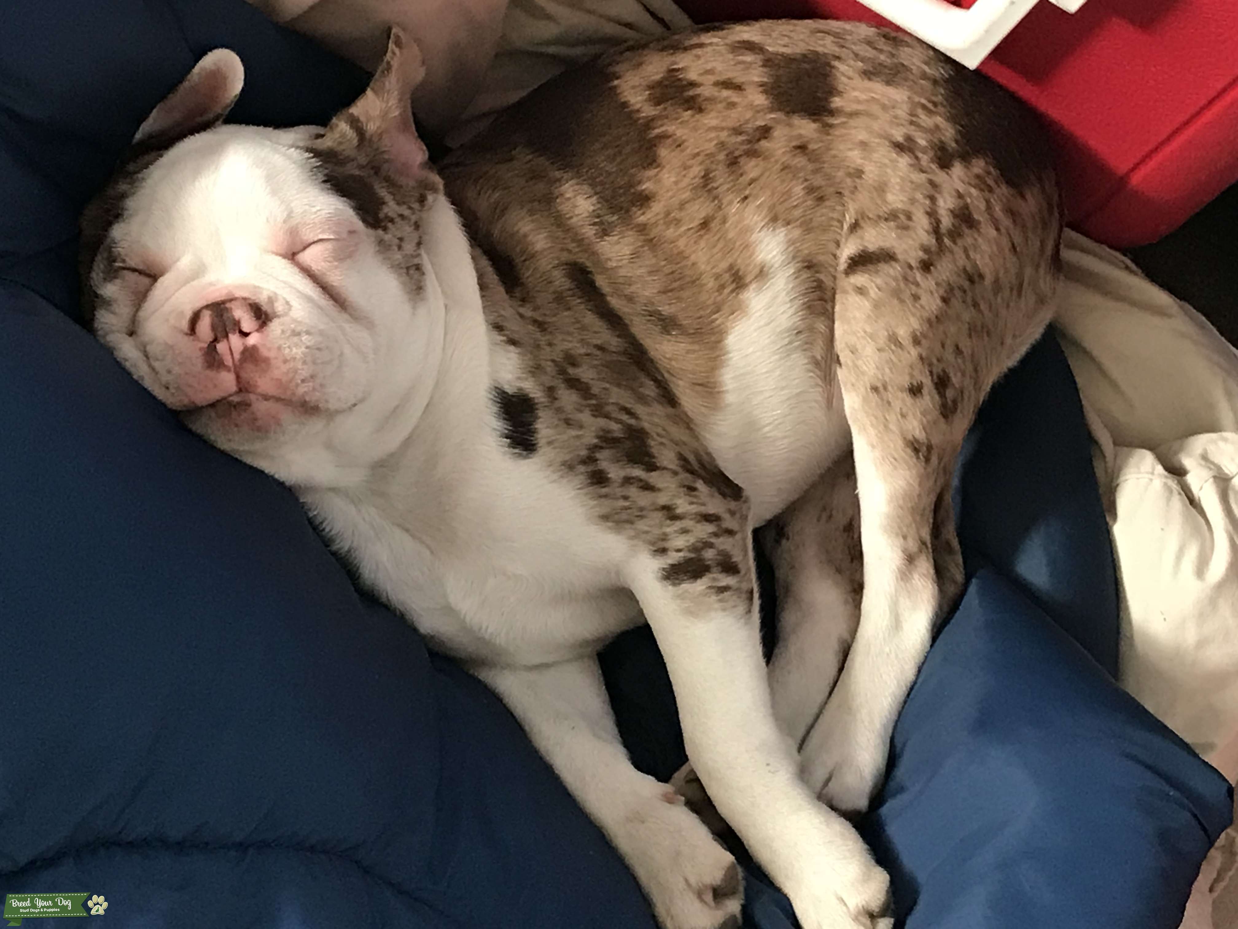 Blue eyed spotted merle Frenchton Stud Dog in Kelowna , United States