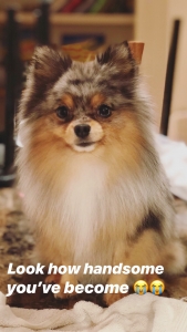Blue Merle tan parti Pom  Listing Image