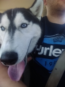 Siberian Husky Listing Image