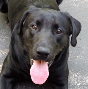 Black Labrador-American Listing Image