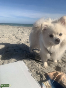 Russian Pom Princess  Listing Image