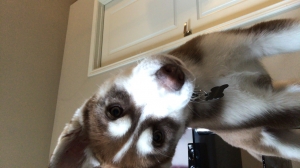 Stud Red Husky Listing Image