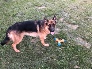 18 Month Male German Shepherd Listing Image