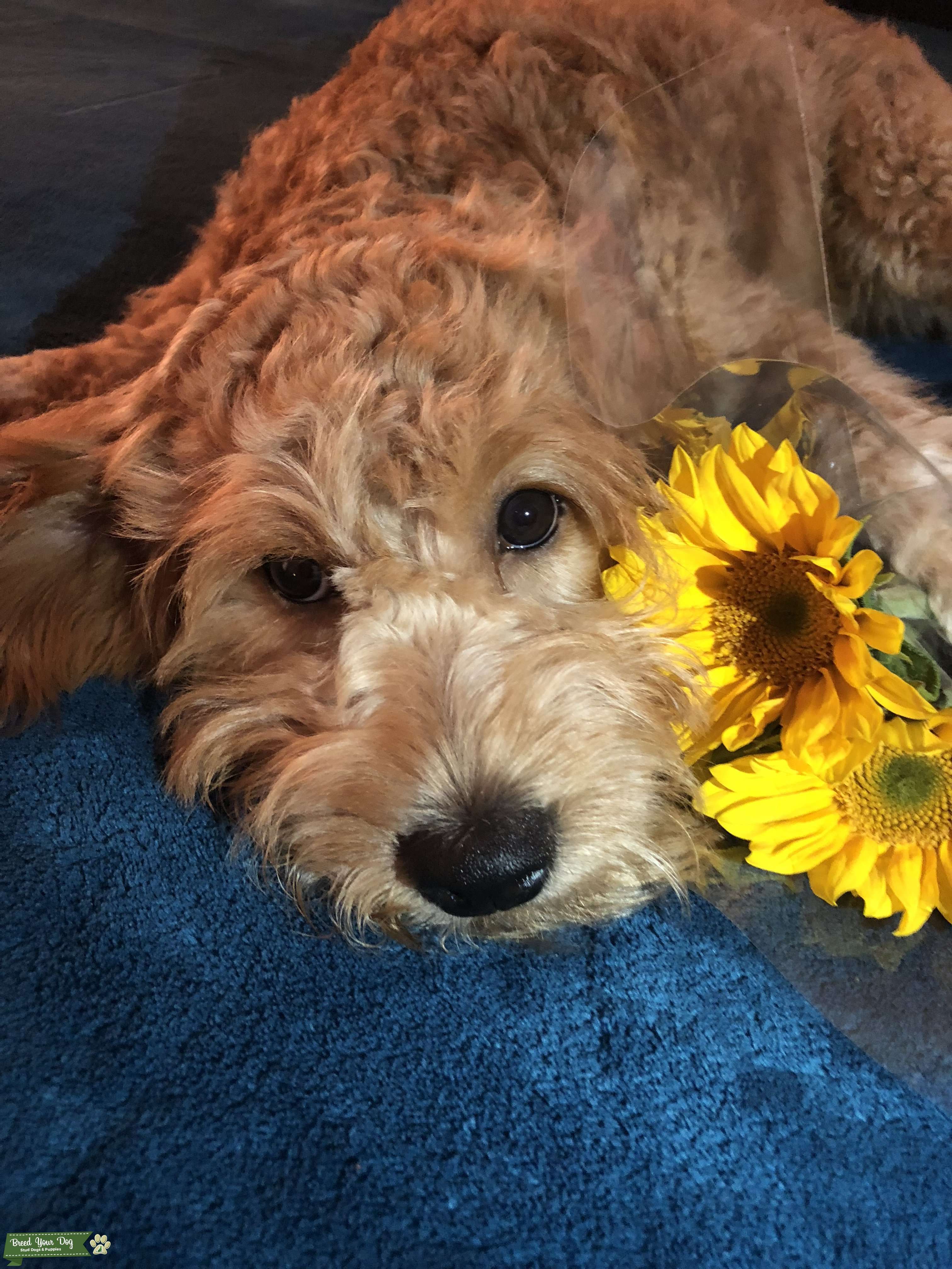 Stud Dog - Mini Golden doodle - Breed Your Dog