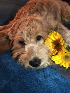 Mini Golden doodle  Listing Image