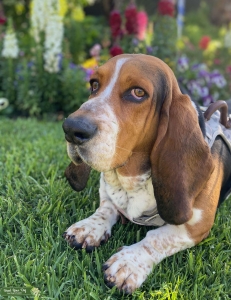 Handsome Basset Hound Listing Image