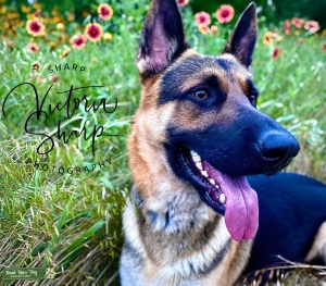 German Shepherd Stud - Black/red  Listing Image