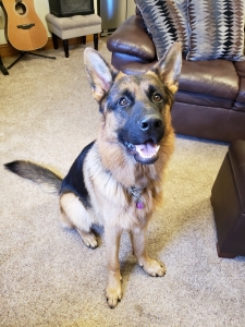 AKC Registered German Shepherd  Listing Image