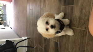 Shih Tzu/Bichon Stud Listing Image