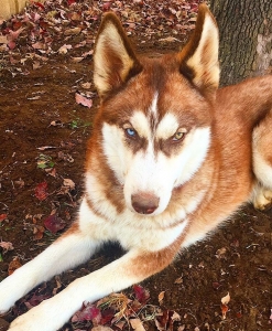 AKC Siberian Husky Looking For Lady Friend Listing Image