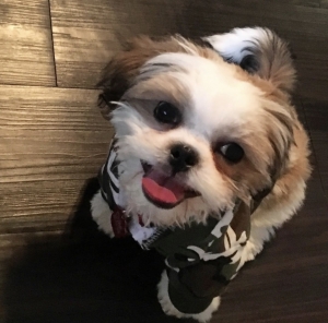 Stud dog looking for a girlfriend  Listing Image