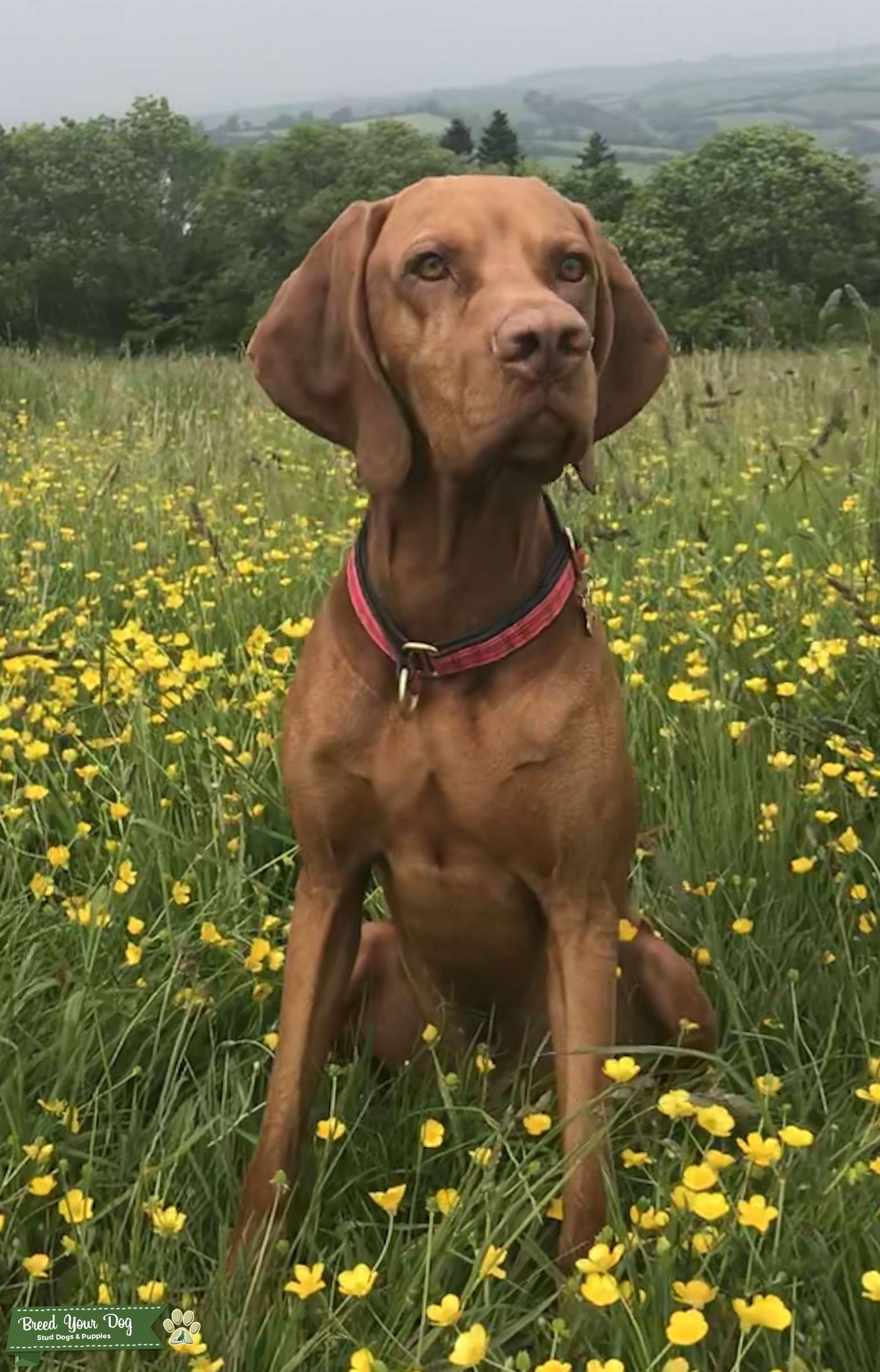 proven-stud-dog-stud-dog-in-devon-the-united-states-breed-your-dog