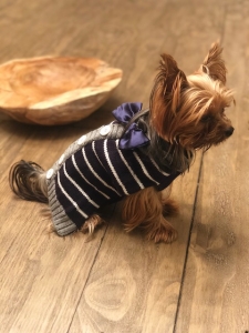 Miniture Yorkie Male |  Ready to breed  Listing Image