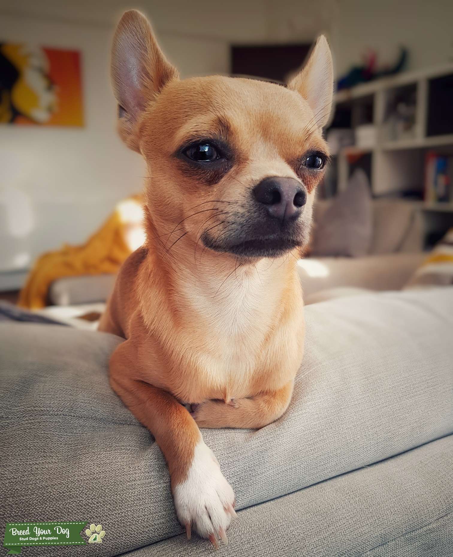 Stunning red fawn sable chihuahua for stud - Stud Dog in North West