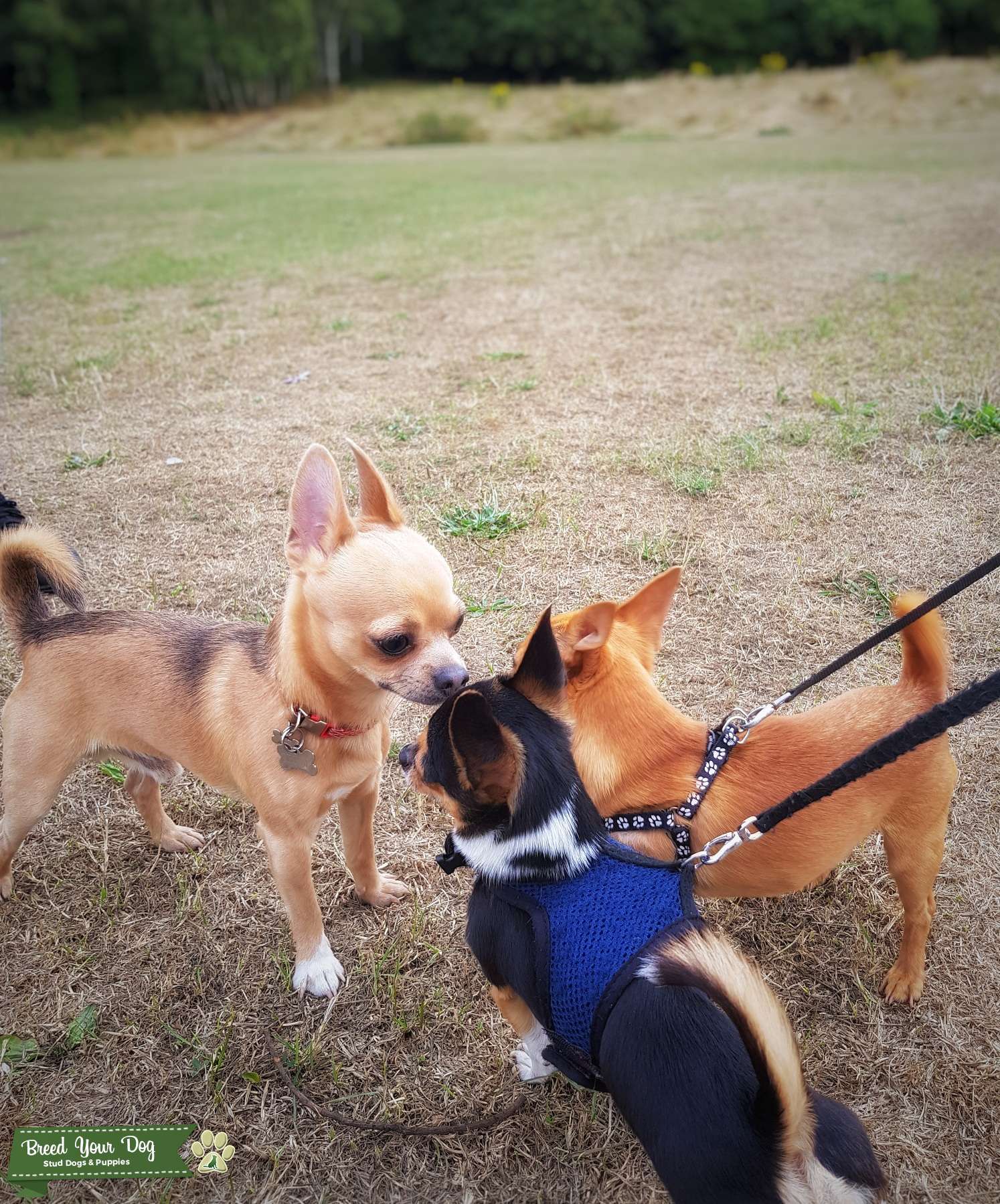 Stunning red fawn sable chihuahua for stud - Stud Dog in North West