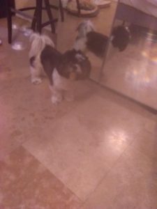 Purebred Shi Tzu Stud Fee Listing Image