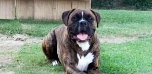 AKC Certified Brindle Boxer Looking to Stud Listing Image