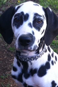 Stud Dalmatian liver, lemon, black gene Listing Image