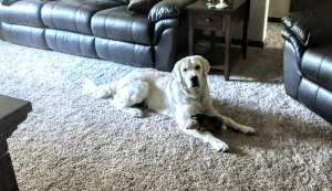 Golden Retriever Stud Listing Image