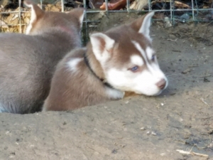 AKC Red and White Male Listing Image