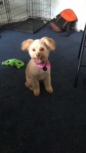 Looking for male dog to mate my girl  Listing Image