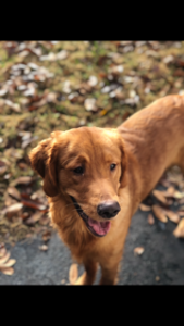 Stud Dog Golden Retriever Stud Beautiful Dark Red Coat Full