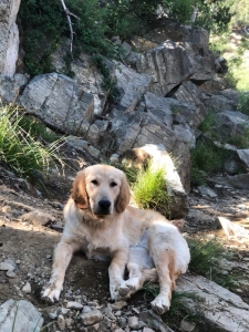 Stud Golden Retriever Listing Image
