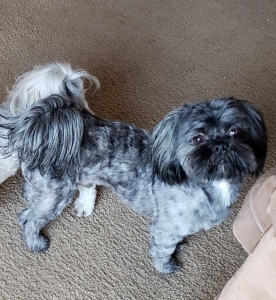 Male shih-tzu looking for female to mate with  Listing Image