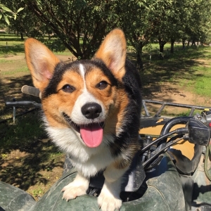 Purebred Tri Pembroke Welsh Corgi Listing Image