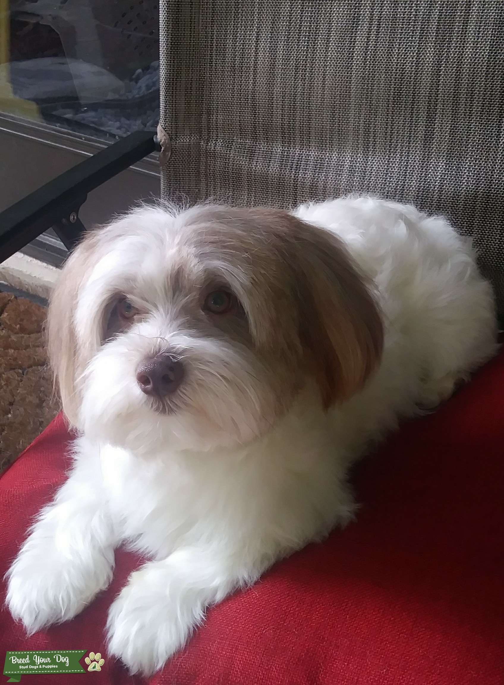 Chocolate male havanese Stud Dog in Florida, the United States
