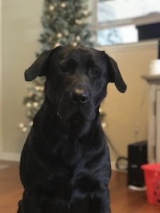 Handsome Black Lab Stud Listing Image