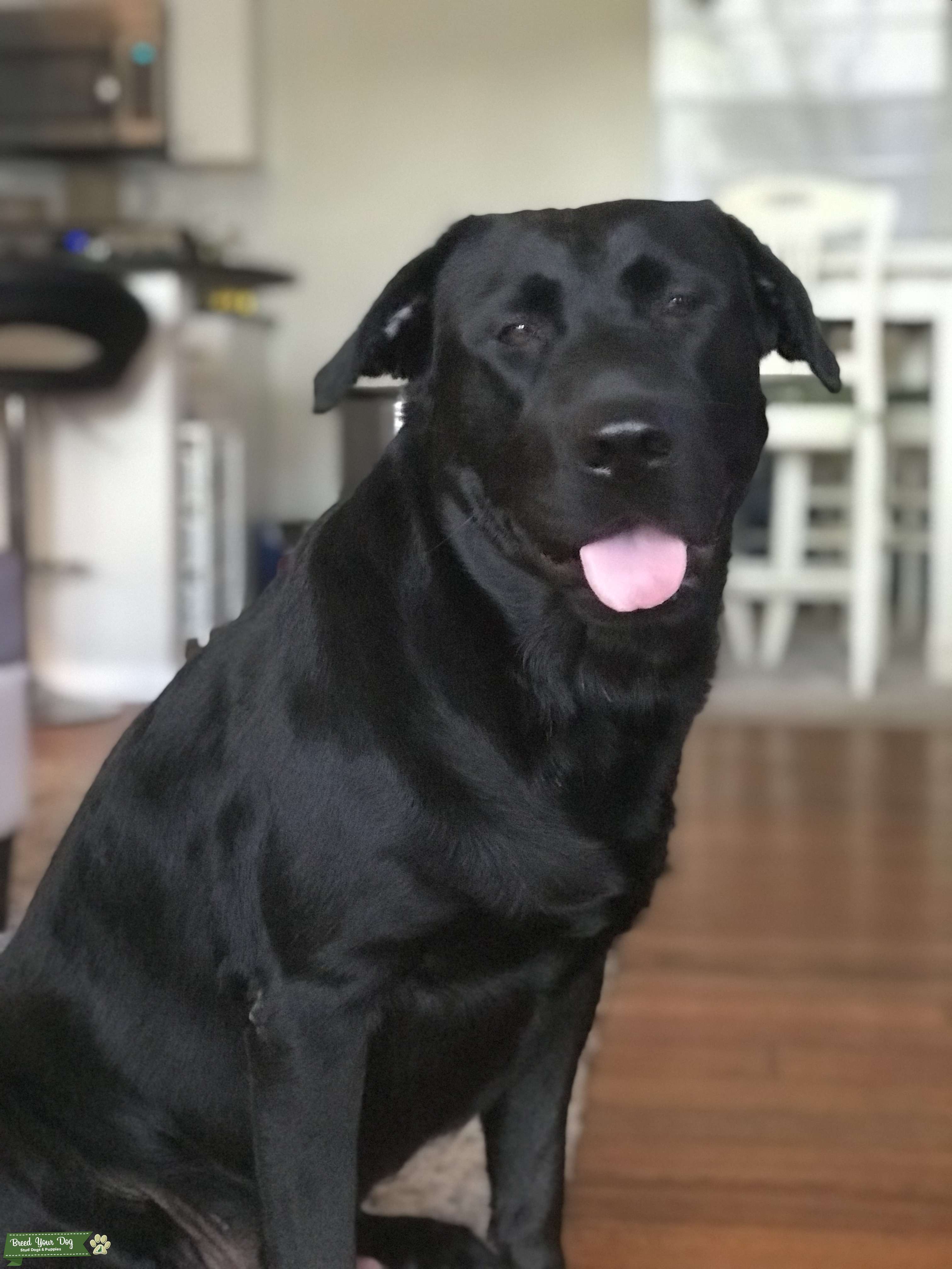 Handsome Black Lab Stud Stud Dog in Florida, United States Breed