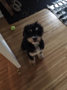 Mini Bernedoodle Listing Image