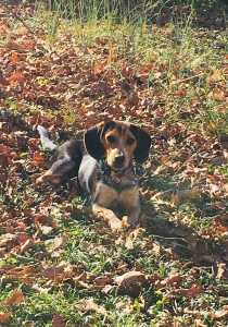 Bluetick Beagle Stud  Listing Image