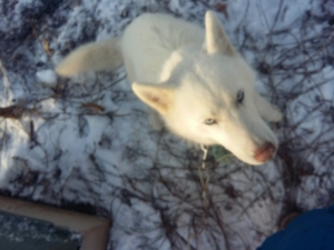 Pure white APR Siberian Husky male for stud Listing Image
