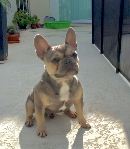 Exotic French Bulldog Stud Service Listing Image