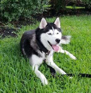 Siberian Husky  Listing Image