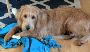Pretty Labradoodle Looking for a Puppy Daddy Listing Image