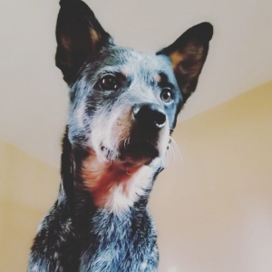 Purebred Blue Heeler Listing Image