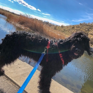 Black Labradoodle Stud  Listing Image