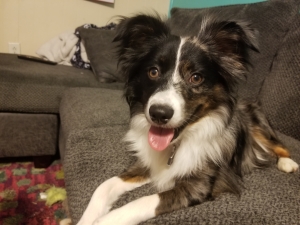 Blue Toy Australian Shepherd  Listing Image