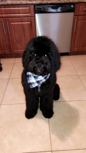Standard Black Golden Doodle Stud Listing Image