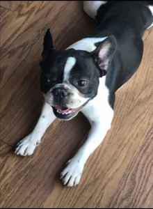 black and white frenchie