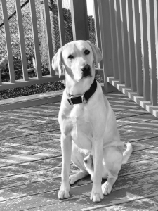 AKC Labrador Retreiver Listing Image