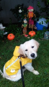 Golden Retreiver Stud Listing Image